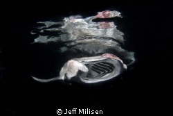 A manta twirls under its own reflection on the manta nigh... by Jeff Milisen 